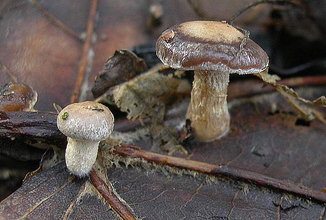 le  Specie  invernali  del  Leimental